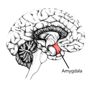 Amygdala picture